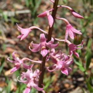 Dipodium roseum at Tennent, ACT - suppressed