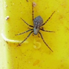 Badumna (genus) (Lattice-web spider) at Isaacs, ACT - 30 Aug 2010 by galah681
