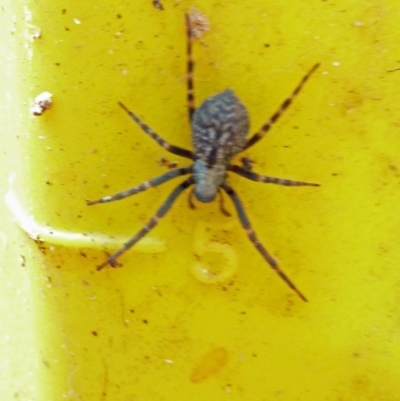 Badumna (genus) (Lattice-web spider) at Isaacs, ACT - 30 Aug 2010 by galah681