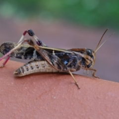 Gastrimargus musicus (Yellow-winged Locust or Grasshopper) at Hughes, ACT - 15 Jan 2019 by JackyF