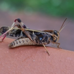 Gastrimargus musicus (Yellow-winged Locust or Grasshopper) at Hughes, ACT - 14 Jan 2019 by JackyF