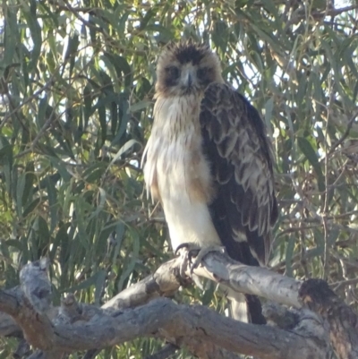 Hieraaetus morphnoides (Little Eagle) by roymcd
