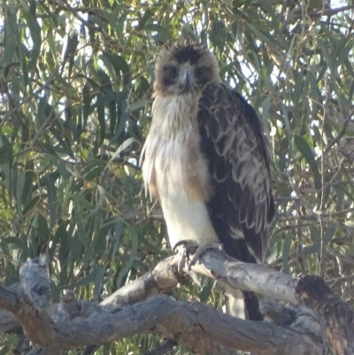 Hieraaetus morphnoides (Little Eagle) at Garran, ACT - 17 Dec 2018 by roymcd