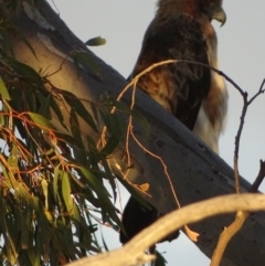 Hieraaetus morphnoides (Little Eagle) at Red Hill, ACT - 17 Dec 2018 by roymcd