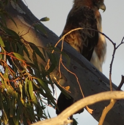 Hieraaetus morphnoides (Little Eagle) by roymcd