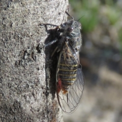 Atrapsalta furcilla (Southern Mountain Squeaker) at Carwoola, NSW - 11 Jan 2019 by KumikoCallaway