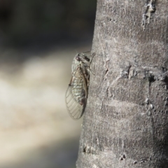 Atrapsalta furcilla at Carwoola, NSW - 12 Jan 2019 09:30 AM