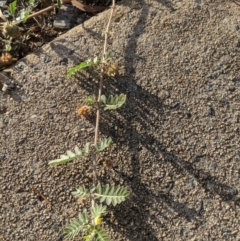 Tribulus terrestris (Caltrop, Cat-head) at Fyshwick, ACT - 15 Jan 2019 by Hazel353