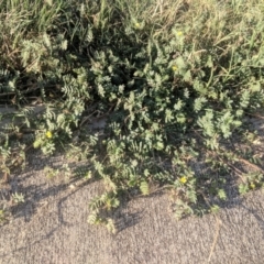 Tribulus terrestris (Caltrop, Cat-head) at Fyshwick, ACT - 16 Jan 2019 by Hazel353