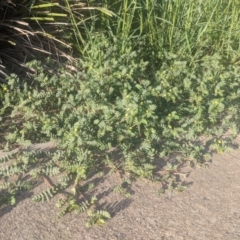 Tribulus terrestris (Caltrop, Cat-head) at Fyshwick, ACT - 16 Jan 2019 by Hazel353