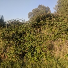 Rubus anglocandicans (Blackberry) at Fyshwick, ACT - 16 Jan 2019 by Hazel353