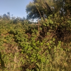 Rubus anglocandicans (Blackberry) at Fyshwick, ACT - 15 Jan 2019 by Hazel353