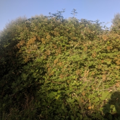 Rubus anglocandicans (Blackberry) at Fyshwick, ACT - 16 Jan 2019 by Hazel353