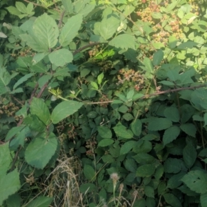 Rubus anglocandicans at Fyshwick, ACT - 16 Jan 2019