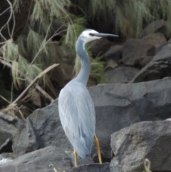Egretta novaehollandiae (White-faced Heron) at Greenway, ACT - 18 Dec 2018 by MichaelBedingfield