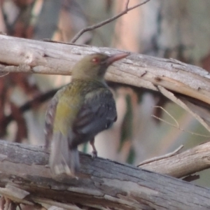 Oriolus sagittatus at Greenway, ACT - 18 Dec 2018