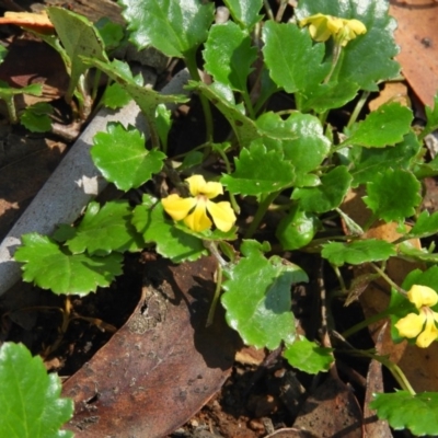 Goodenia hederacea subsp. alpestris at Tennent, ACT - 9 Jan 2019 by MatthewFrawley