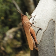 Goniaea opomaloides (Mimetic Gumleaf Grasshopper) at Tennent, ACT - 9 Jan 2019 by MatthewFrawley