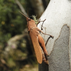 Goniaea opomaloides at Tennent, ACT - 9 Jan 2019