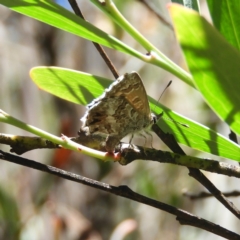 Neolucia agricola (Fringed Heath-blue) at Paddys River, ACT - 9 Jan 2019 by MatthewFrawley