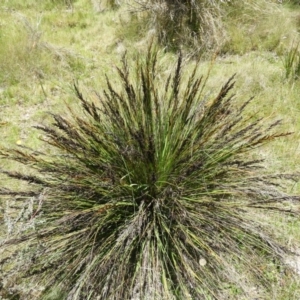 Gahnia subaequiglumis at Paddys River, ACT - 9 Jan 2019 01:26 PM