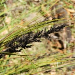 Gahnia subaequiglumis at Paddys River, ACT - 9 Jan 2019 01:26 PM