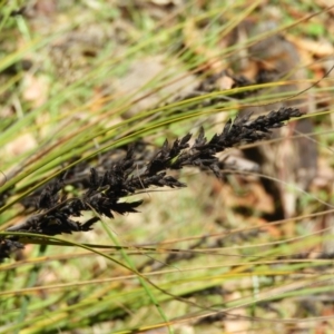 Gahnia subaequiglumis at Paddys River, ACT - 9 Jan 2019 01:26 PM