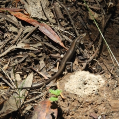 Pseudemoia entrecasteauxii (Woodland Tussock-skink) at Cotter River, ACT - 9 Jan 2019 by MatthewFrawley