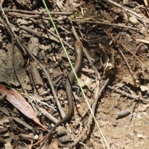 Pseudemoia entrecasteauxii at Cotter River, ACT - 9 Jan 2019 12:46 PM