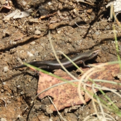 Pseudemoia entrecasteauxii at Cotter River, ACT - 9 Jan 2019 12:46 PM