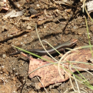 Pseudemoia entrecasteauxii at Cotter River, ACT - 9 Jan 2019 12:46 PM