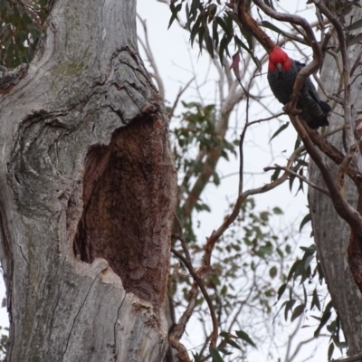 Callocephalon fimbriatum (Gang-gang Cockatoo) at Red Hill, ACT - 5 Oct 2018 by roymcd