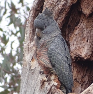 Callocephalon fimbriatum at Red Hill, ACT - 5 Oct 2018