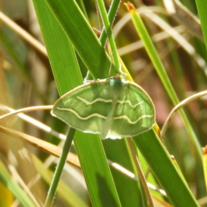 Euloxia meandraria at Tennent, ACT - 9 Jan 2019