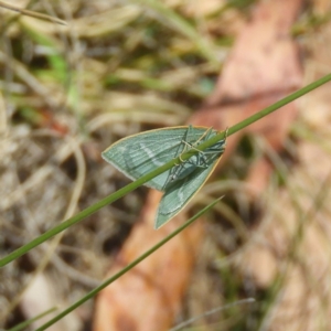 Euloxia meandraria at Tennent, ACT - 9 Jan 2019