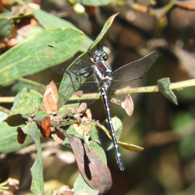 Eusynthemis guttata (Southern Tigertail) at Paddys River, ACT - 8 Jan 2019 by MatthewFrawley