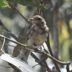 Pachycephala pectoralis (Golden Whistler) at Paddys River, ACT - 9 Jan 2019 by MatthewFrawley