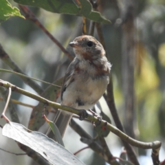 Pachycephala pectoralis (Golden Whistler) at Paddys River, ACT - 8 Jan 2019 by MatthewFrawley