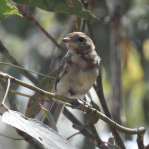 Pachycephala pectoralis at Paddys River, ACT - 9 Jan 2019 10:42 AM