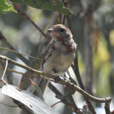 Pachycephala pectoralis (Golden Whistler) at Paddys River, ACT - 9 Jan 2019 by MatthewFrawley
