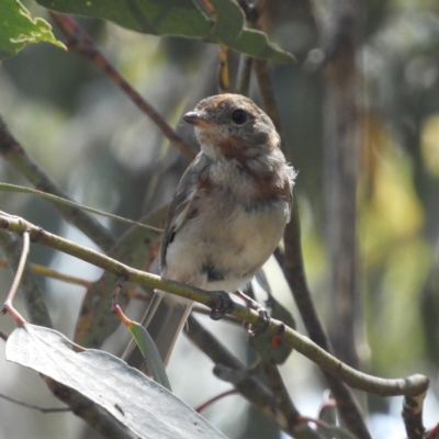 Pachycephala pectoralis (Golden Whistler) at Gibraltar Pines - 8 Jan 2019 by MatthewFrawley