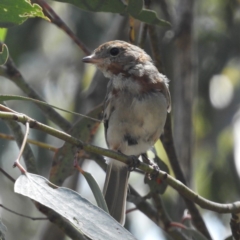 Pachycephala pectoralis at Paddys River, ACT - 9 Jan 2019 10:42 AM