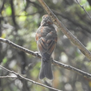 Pachycephala pectoralis at Paddys River, ACT - 9 Jan 2019 10:42 AM