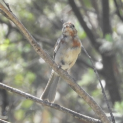 Pachycephala pectoralis at Paddys River, ACT - 9 Jan 2019 10:42 AM