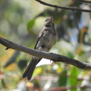 Pachycephala pectoralis at Paddys River, ACT - 9 Jan 2019 10:42 AM