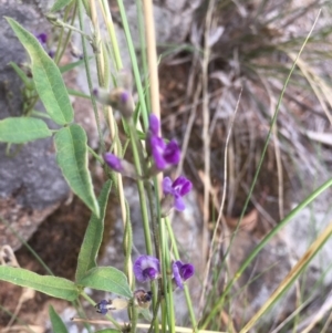 Glycine tabacina at Griffith, ACT - 16 Jan 2019 08:36 AM