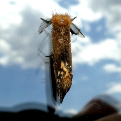 Epicoma contristis (Yellow-spotted Epicoma Moth) at Wandiyali-Environa Conservation Area - 16 Jan 2019 by Wandiyali