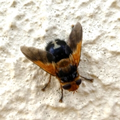 Microtropesa sp. (genus) (Tachinid fly) at Googong, NSW - 16 Jan 2019 by Wandiyali