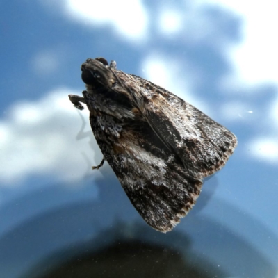 Spectrotrota fimbrialis (A Pyralid moth) at Googong, NSW - 16 Jan 2019 by Wandiyali