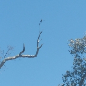 Eurystomus orientalis at Majura, ACT - 9 Jan 2019 11:19 AM